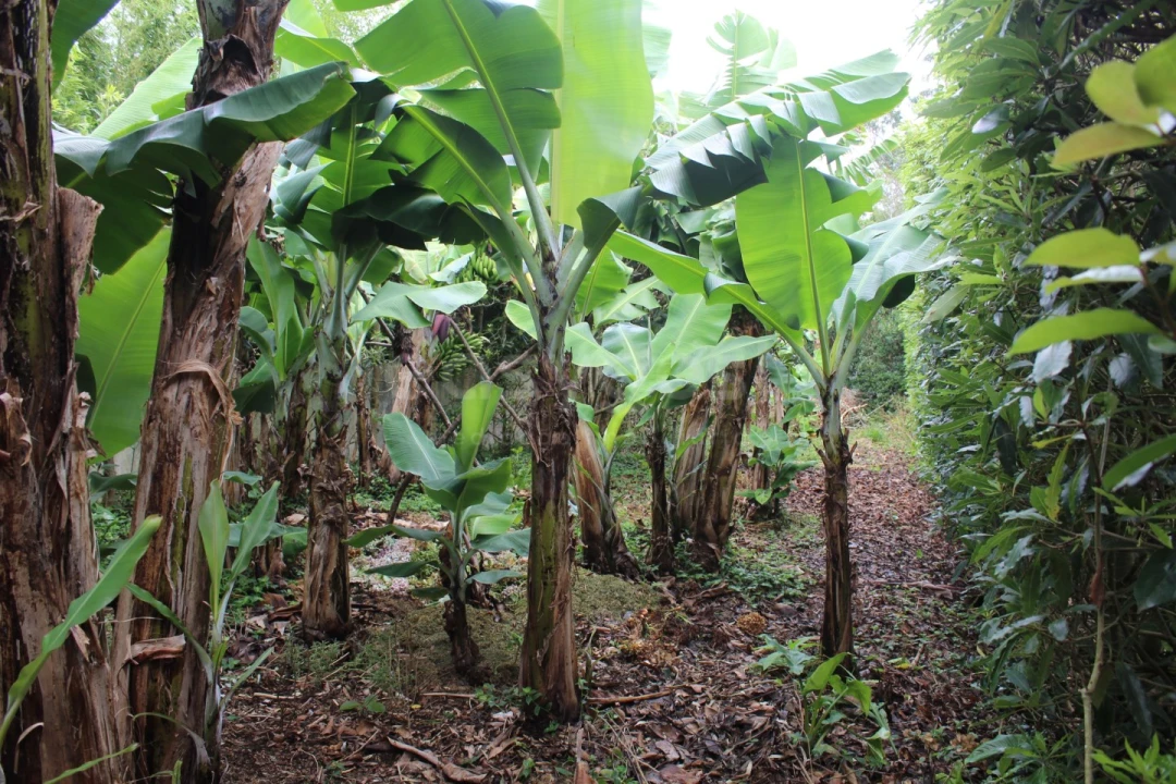 Moradia T4 para Venda em Porto Martins Foto 35