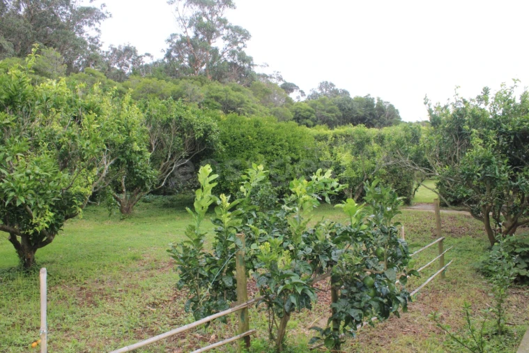 Moradia T4 para Venda em Porto Martins Foto 30