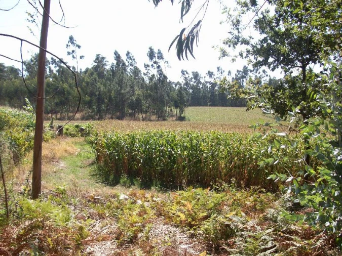 Terreno Agricola ou Rústico para Venda em Junqueira Foto 4