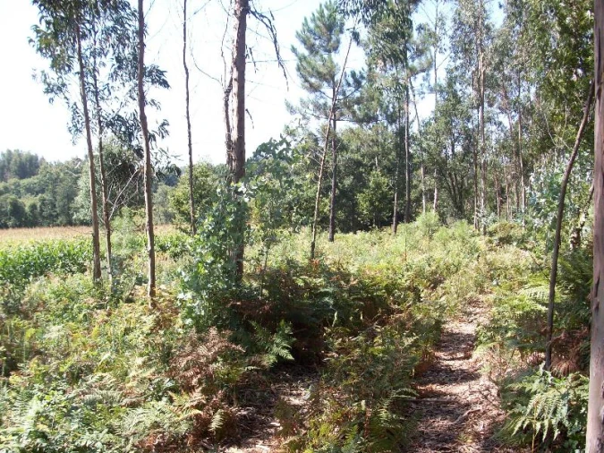 Terreno Agricola ou Rústico para Venda em Junqueira Foto 5