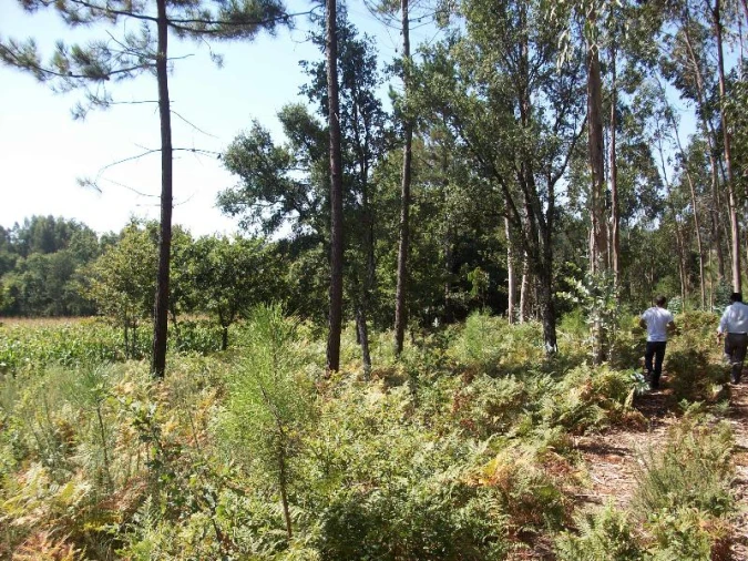 Terreno Agricola ou Rústico para Venda em Junqueira Foto 6