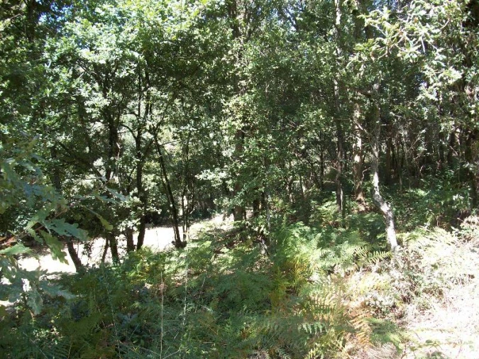 Terreno Agricola ou Rústico para Venda em Junqueira Foto 8