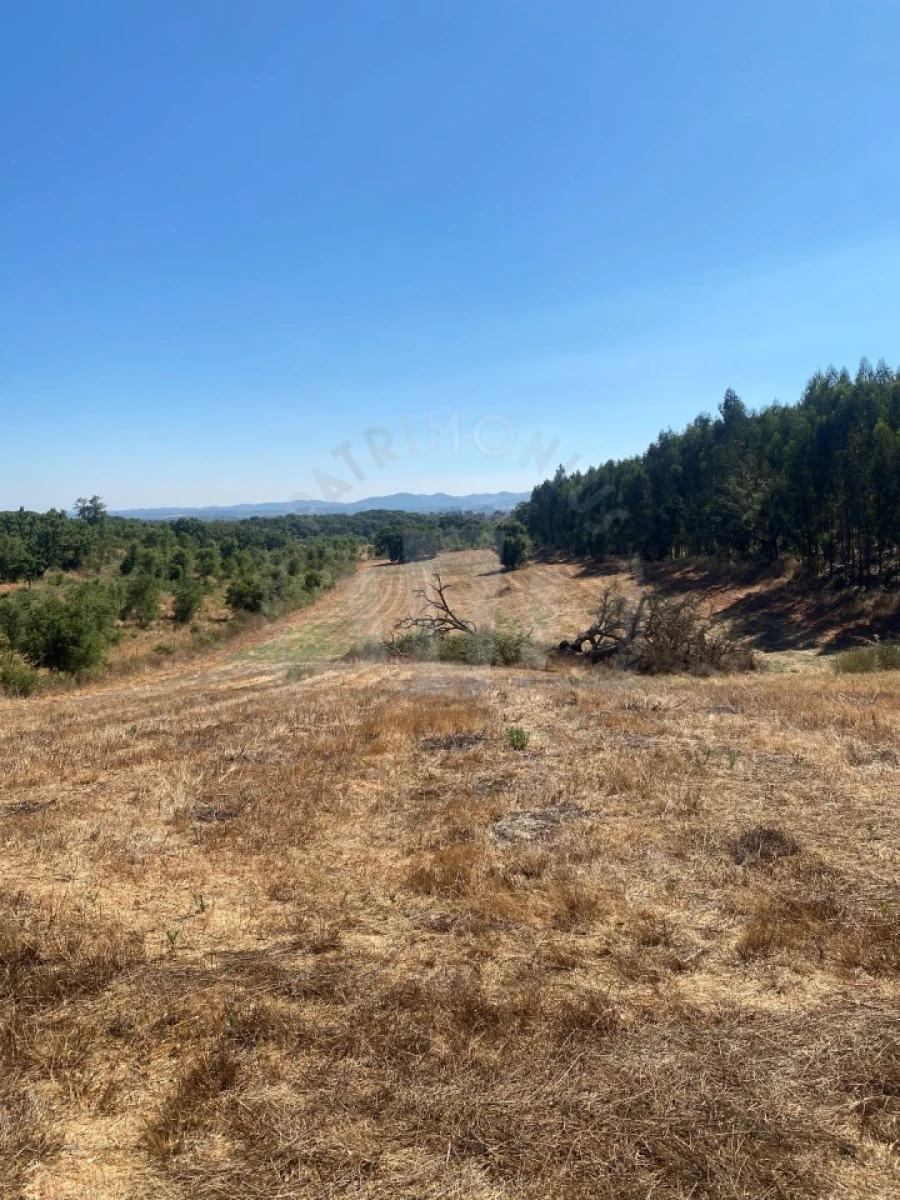 Terreno Agricola ou Rústico para Venda em Cercal Foto 2