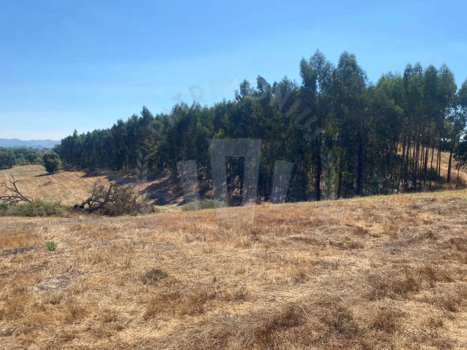 Terreno Agricola ou Rústico para Venda em Cercal Foto 4