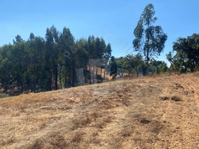 Terreno Agricola ou Rústico para Venda em Cercal Foto 5