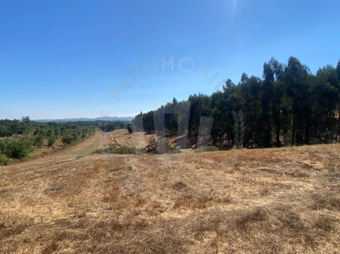 Terreno Agricola ou Rústico para Venda em Cercal Foto 7