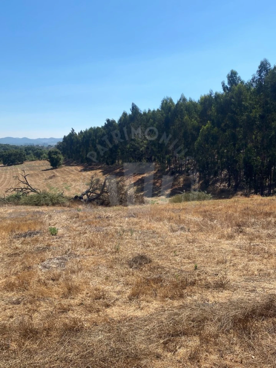 Terreno Agricola ou Rústico para Venda em Cercal Foto 8