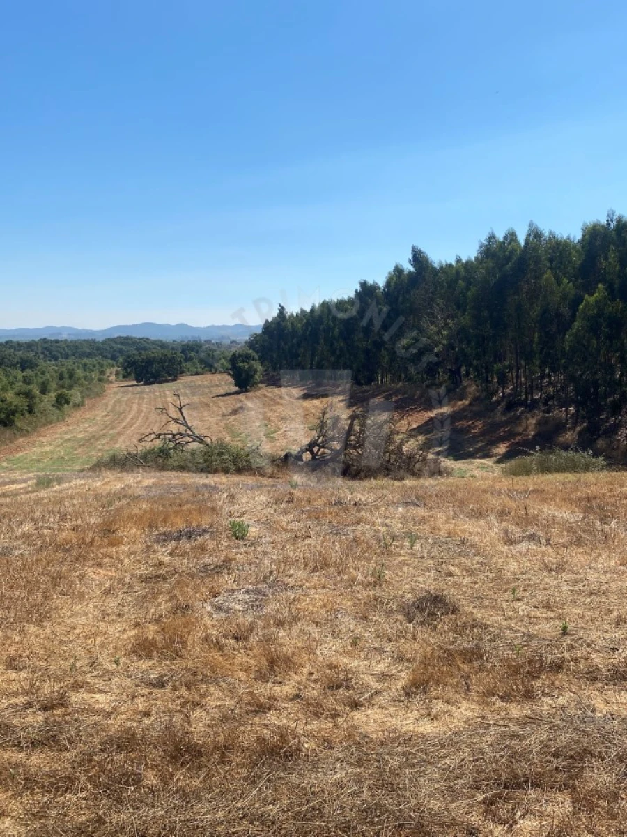 Terreno Agricola ou Rústico para Venda em Cercal Foto 9