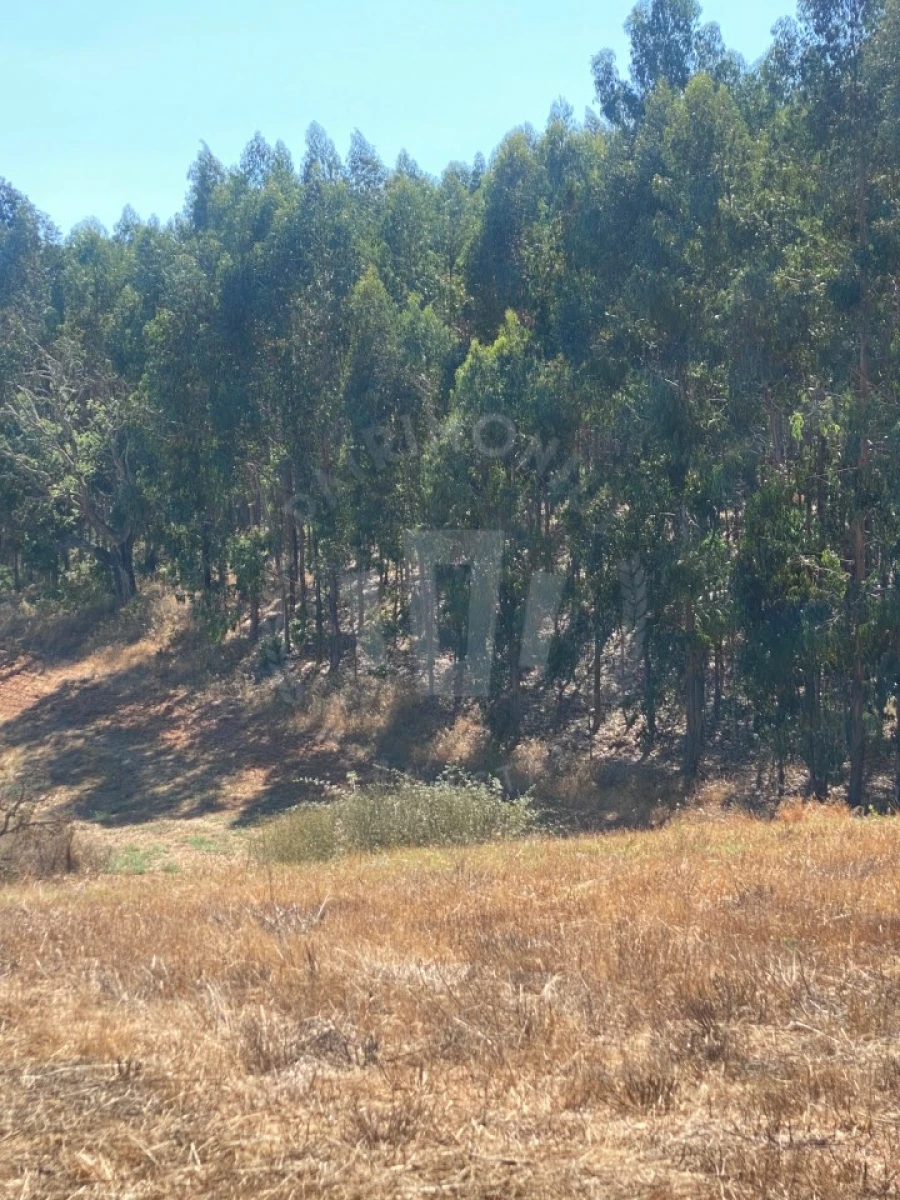 Terreno Agricola ou Rústico para Venda em Cercal Foto 10