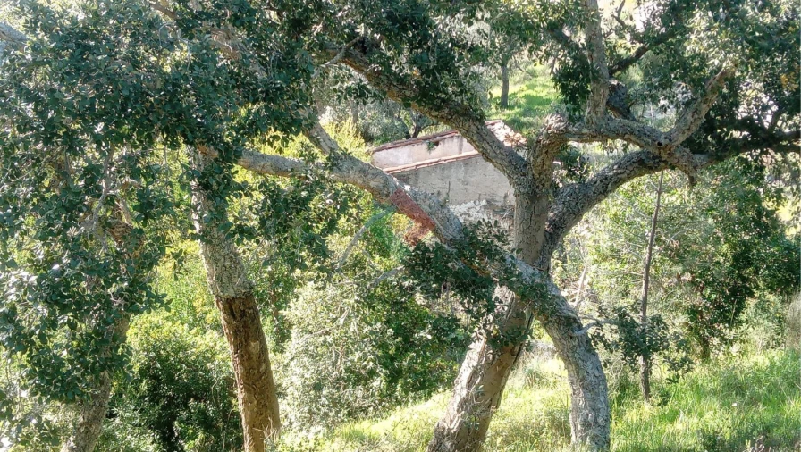 Quinta T2 para Venda em São Salvador da Aramenha Foto 28