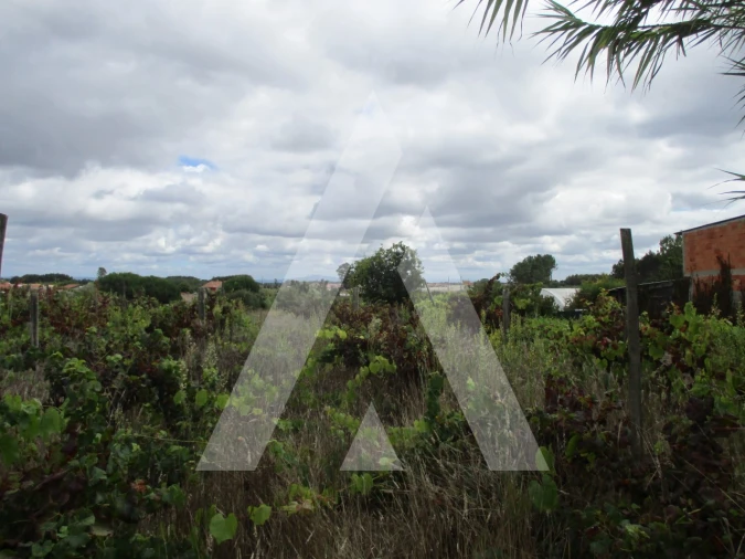 Terreno para Venda em Oiã Foto 5