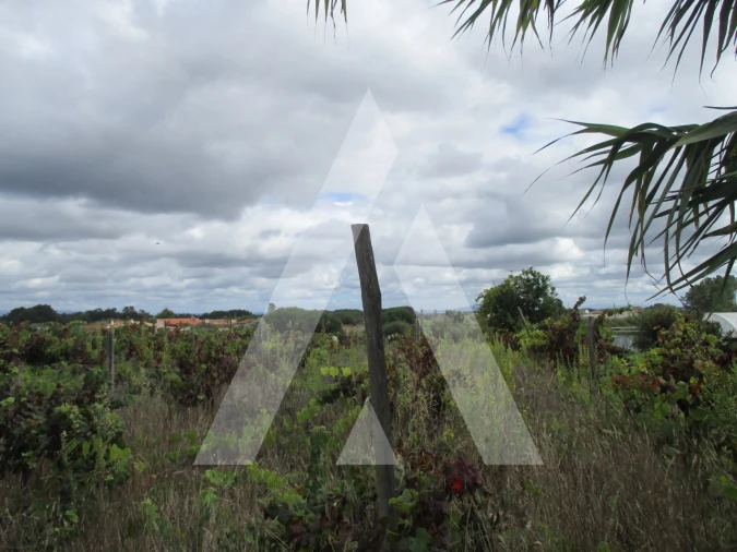 Terreno para Venda em Oiã Foto 7