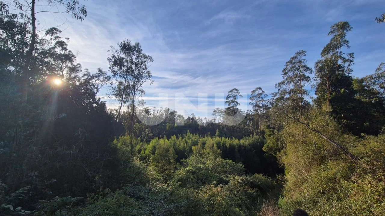 Terreno Misto para Venda em Ovar, São João, Arada e São Vicente de Pereira Jusã Foto 2