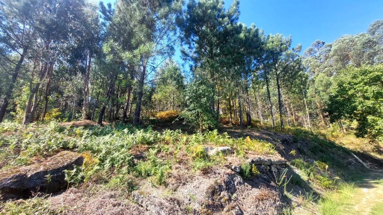 Terreno para Venda em Dornelas Foto 4