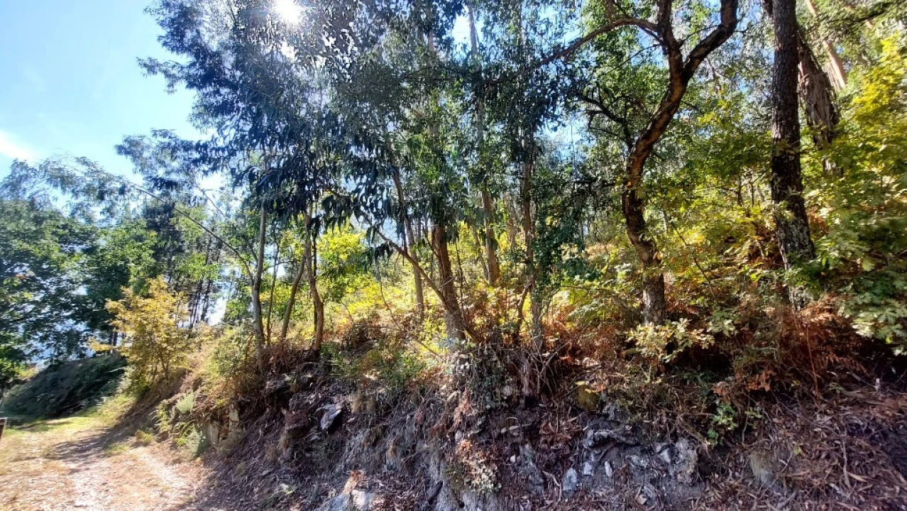 Terreno para Venda em Dornelas Foto 5