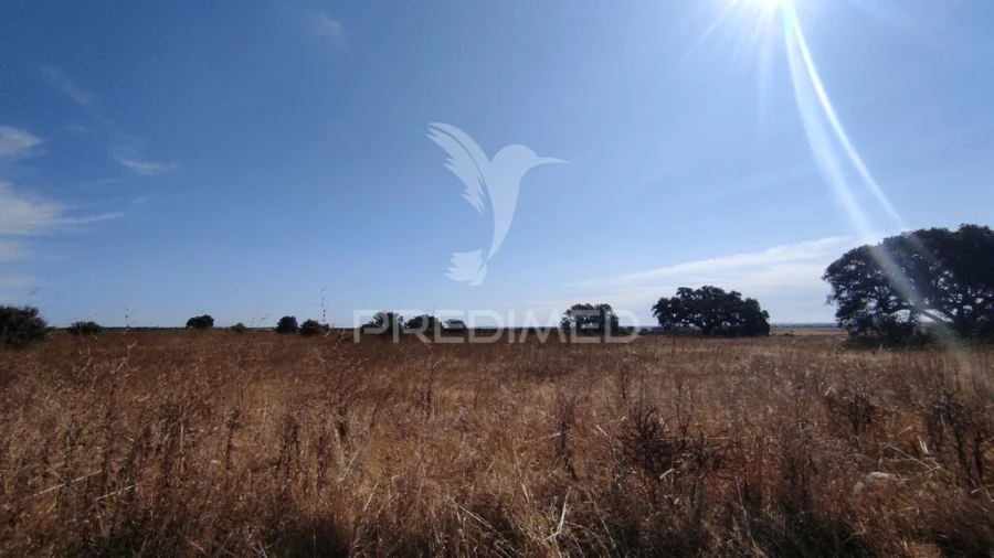 Terreno para Venda em Santa Vitória e Mombeja Foto 6