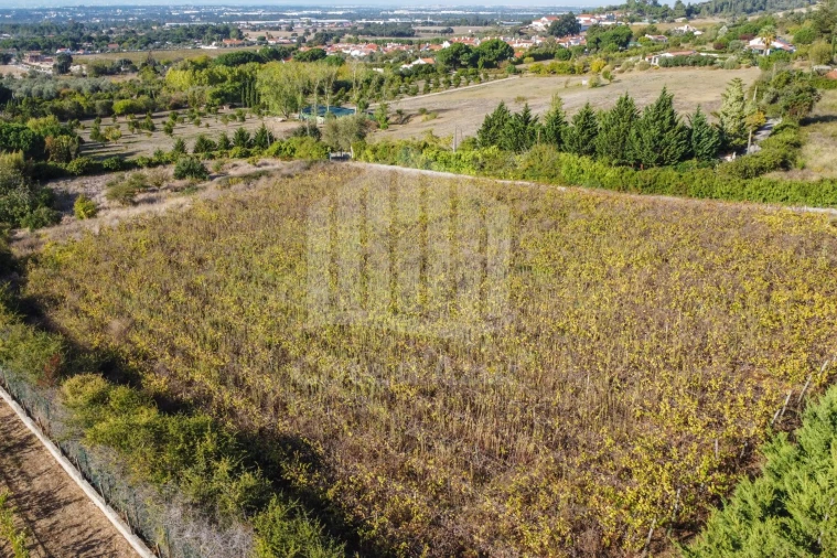 Quinta T4 para Venda em Azeitão (São Lourenço e São Simão) Foto 55