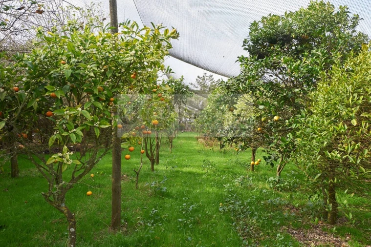 Quinta T11 para Venda em São João das Lampas e Terrugem Foto 12