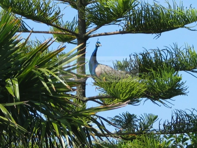 Quinta T11 para Venda em São João das Lampas e Terrugem Foto 29