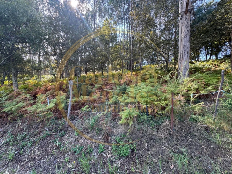 Terreno Misto para Venda em Ribeira do Neiva Foto 10