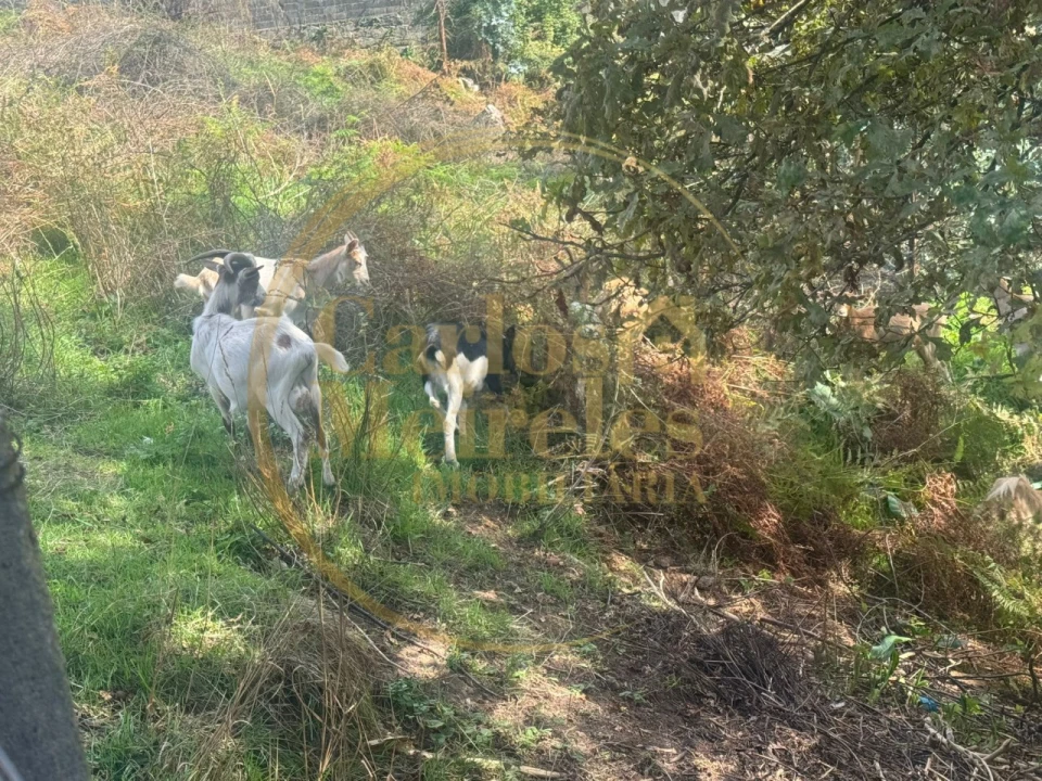 Terreno para Venda em Ribeira do Neiva Foto 10