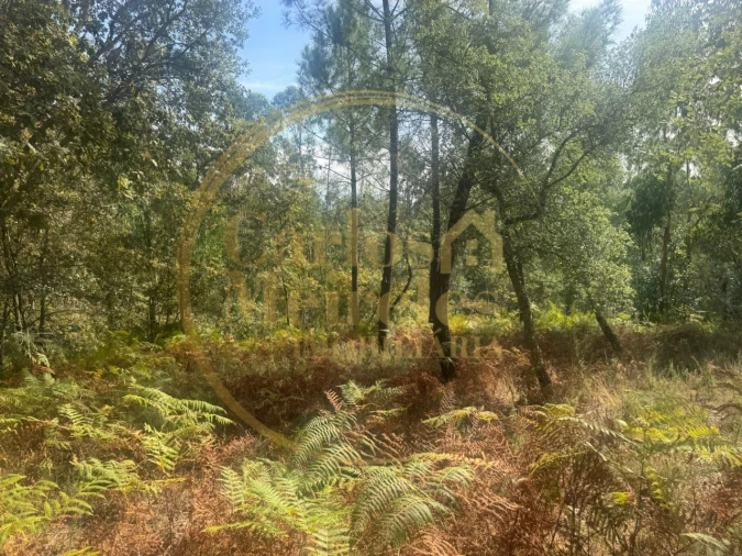 Terreno para Venda em Ribeira do Neiva Foto 9