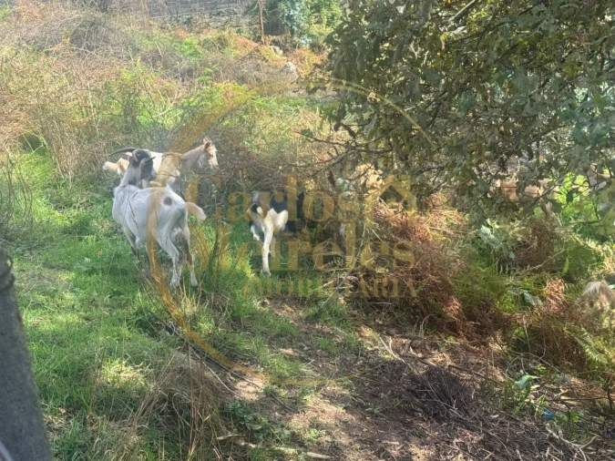 Terreno para Venda em Ribeira do Neiva Foto 10