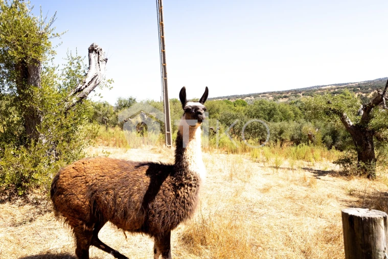 Quinta T4 para Venda em São Miguel de Machede Foto 14
