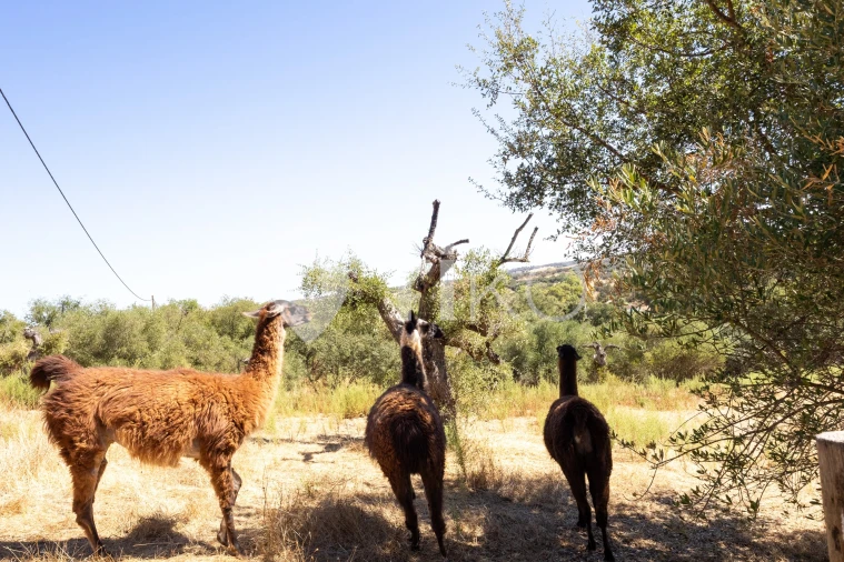 Quinta T4 para Venda em São Miguel de Machede Foto 57
