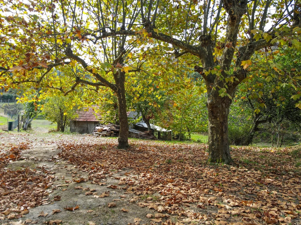 Quinta T3 para Venda em Lustosa e Barrosas (Santo Estêvão) Foto 12