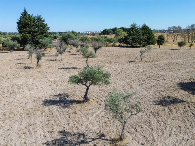 Terreno Agricola ou Rústico para Venda em Lardosa Foto 9