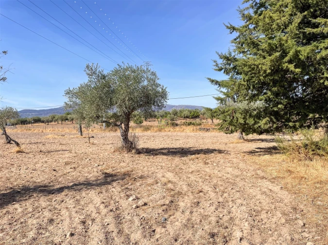 Terreno Agricola ou Rústico para Venda em Lardosa Foto 53