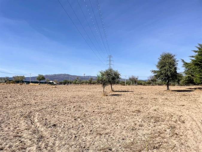 Terreno Agricola ou Rústico para Venda em Lardosa Foto 47