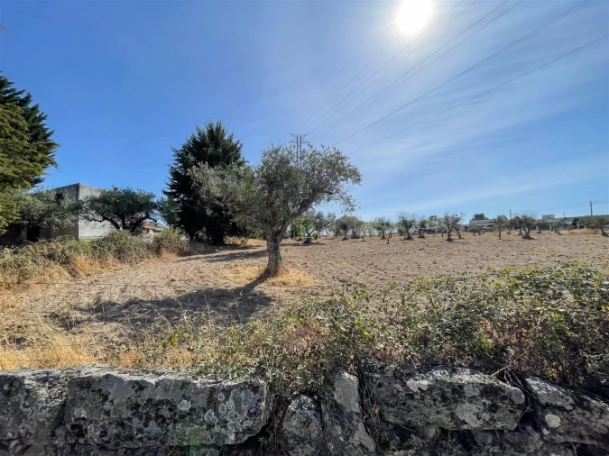 Terreno Agricola ou Rústico para Venda em Lardosa Foto 60
