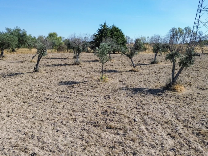 Terreno Agricola ou Rústico para Venda em Lardosa Foto 2