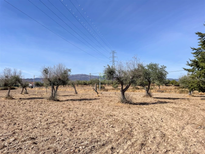 Terreno Agricola ou Rústico para Venda em Lardosa Foto 51
