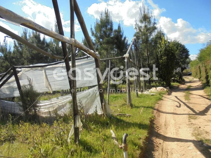 Terreno para Venda em Ferreira do Zezere Foto 4
