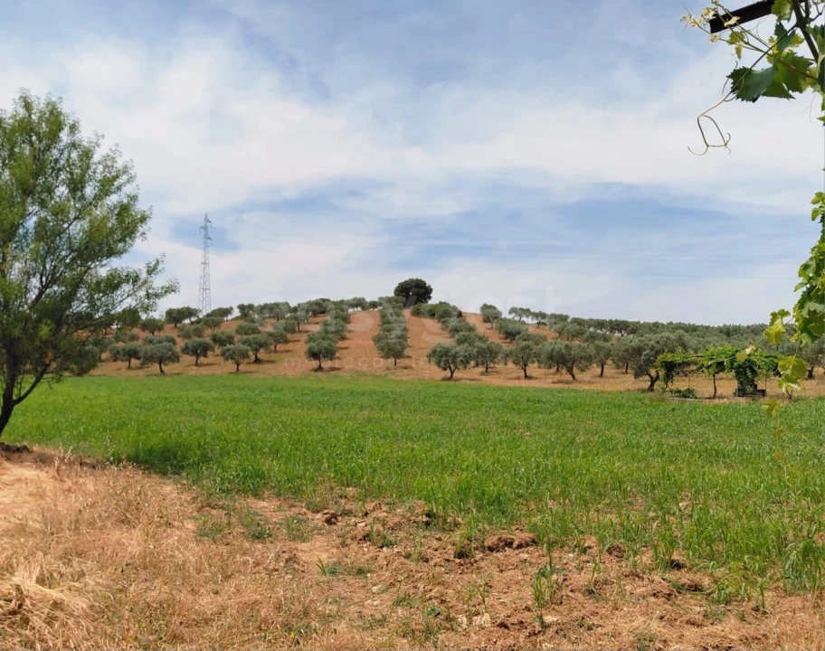 Quinta para Venda em Vila Flor e Nabo Foto 29