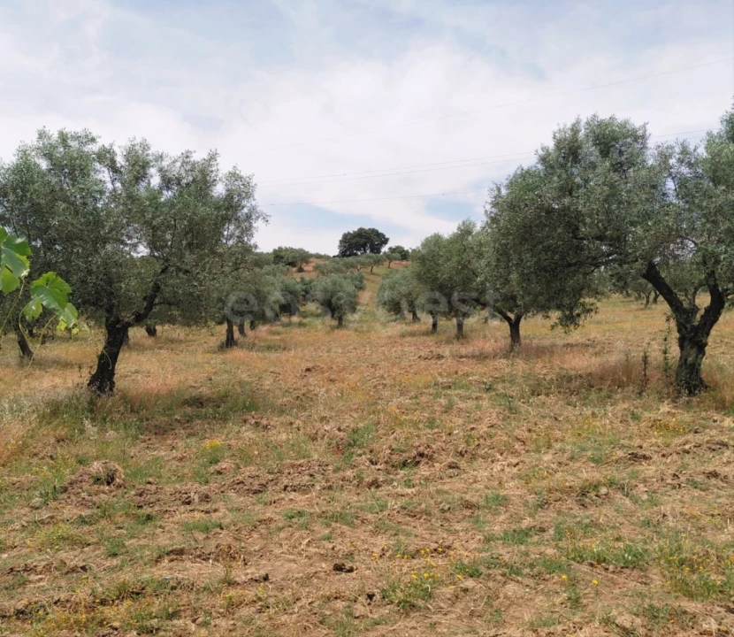 Quinta para Venda em Vila Flor e Nabo Foto 30