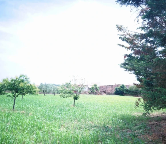 Quinta para Venda em Vila Flor e Nabo Foto 11