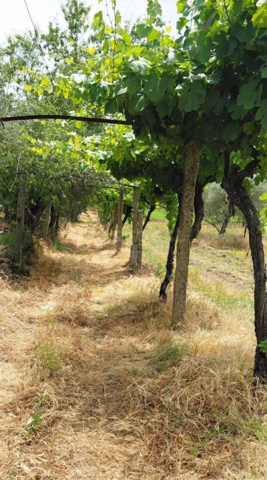 Quinta para Venda em Vila Flor e Nabo Foto 16