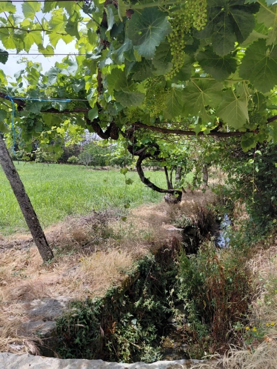 Quinta para Venda em Vila Flor e Nabo Foto 17