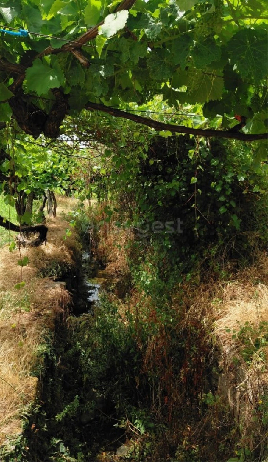 Quinta para Venda em Vila Flor e Nabo Foto 18