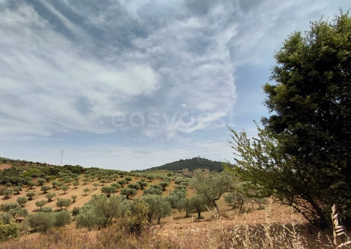 Quinta para Venda em Vila Flor e Nabo Foto 21