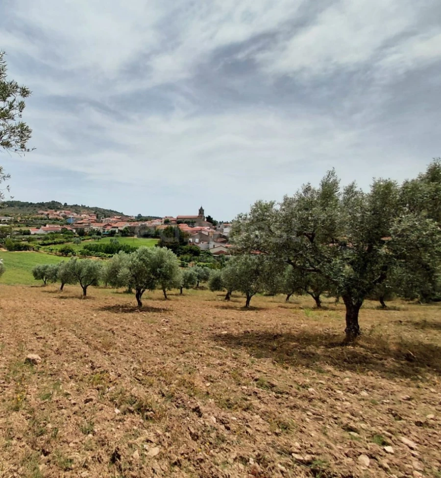 Quinta para Venda em Vila Flor e Nabo Foto 24