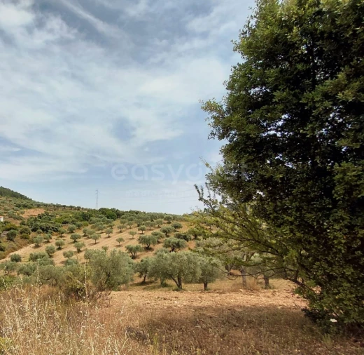 Quinta para Venda em Vila Flor e Nabo Foto 26