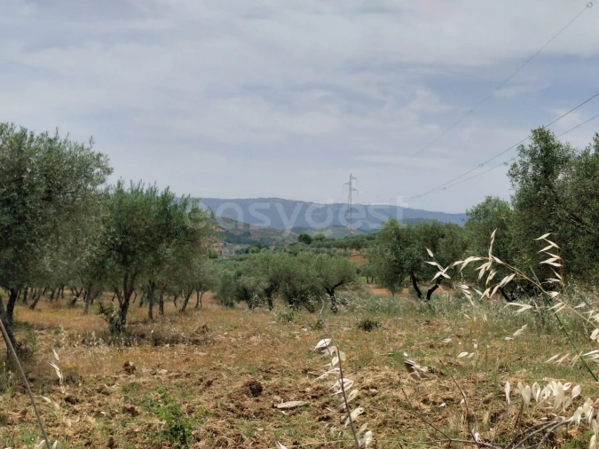 Quinta para Venda em Vila Flor e Nabo Foto 27