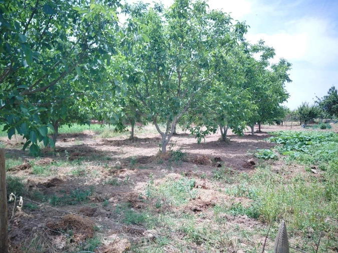 Quinta para Venda em Vila Flor e Nabo Foto 34