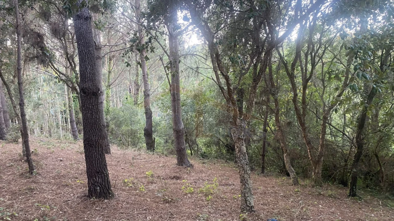 Terreno para Venda em Usseira Foto 16
