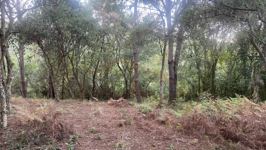 Terreno para Venda em Usseira Foto 13